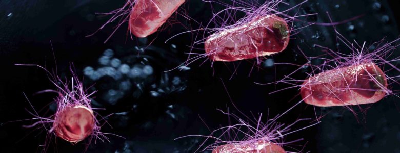 Bacteria under microscope - dangerous bacteria
