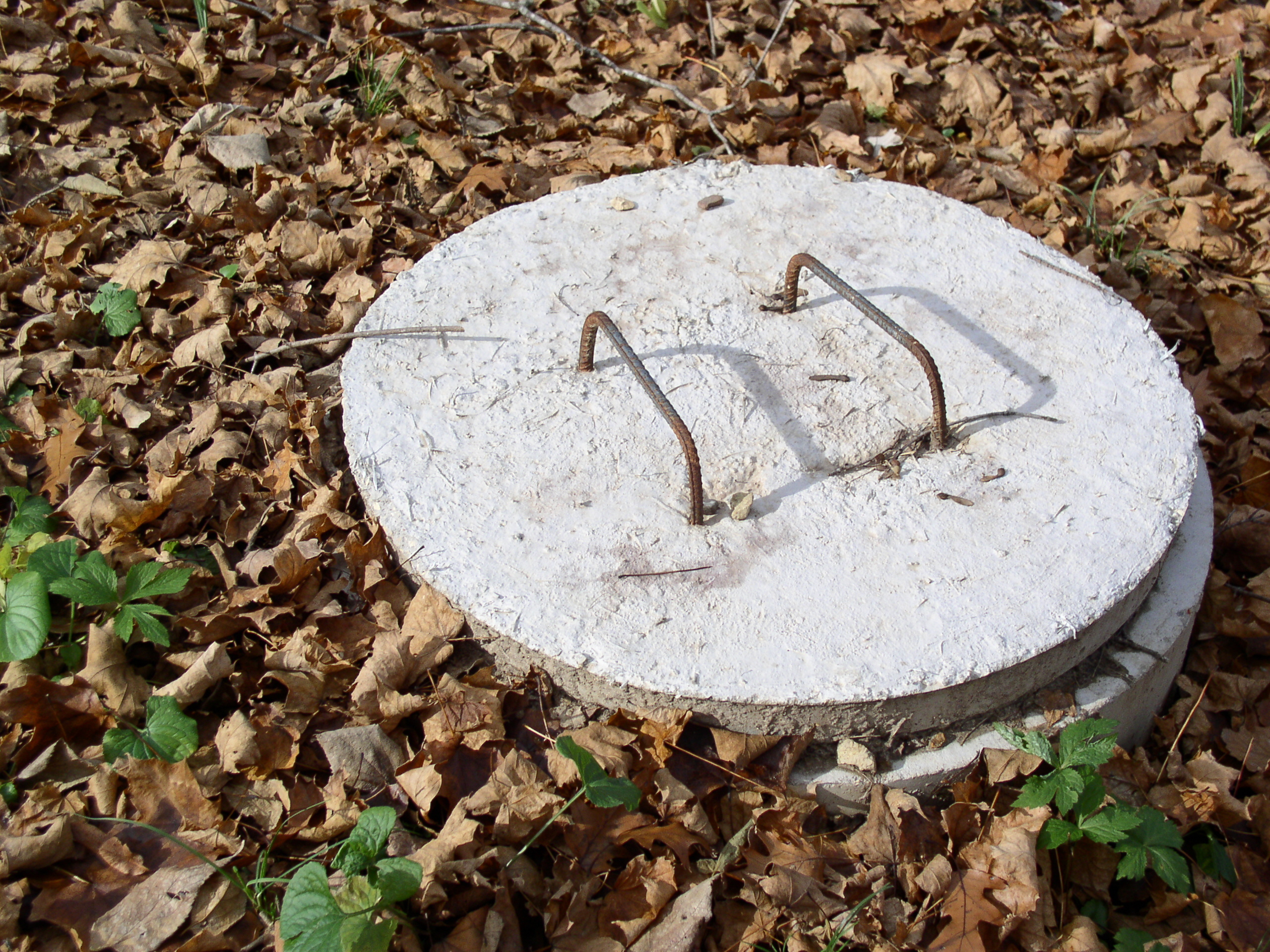 A round concrete cover with two rusty metal handles lies on dry leaves and some green plants, evoking questions like, “Do water softeners harm septic tanks?”.